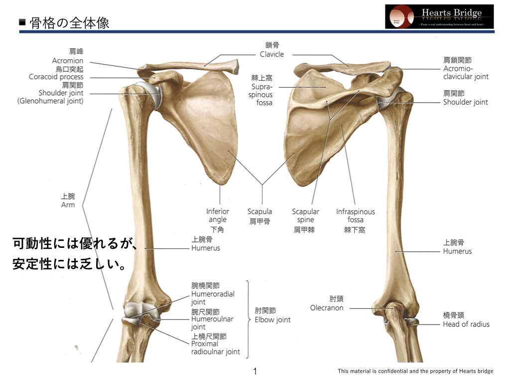 ４ 解剖学基礎 肩関節 肩甲骨 のコピー 001 Hearts Bridge