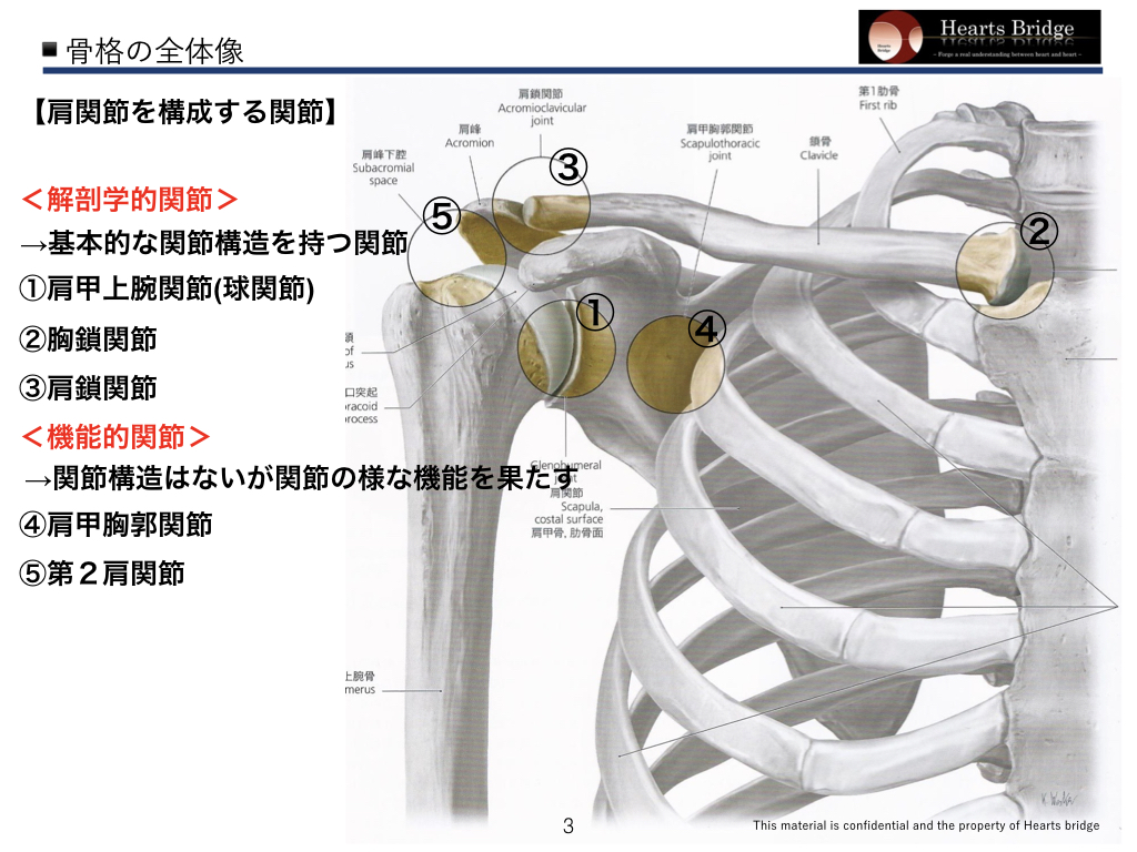 ４）解剖学基礎「肩関節」「肩甲骨」のコピー.003 | Hearts Bridge