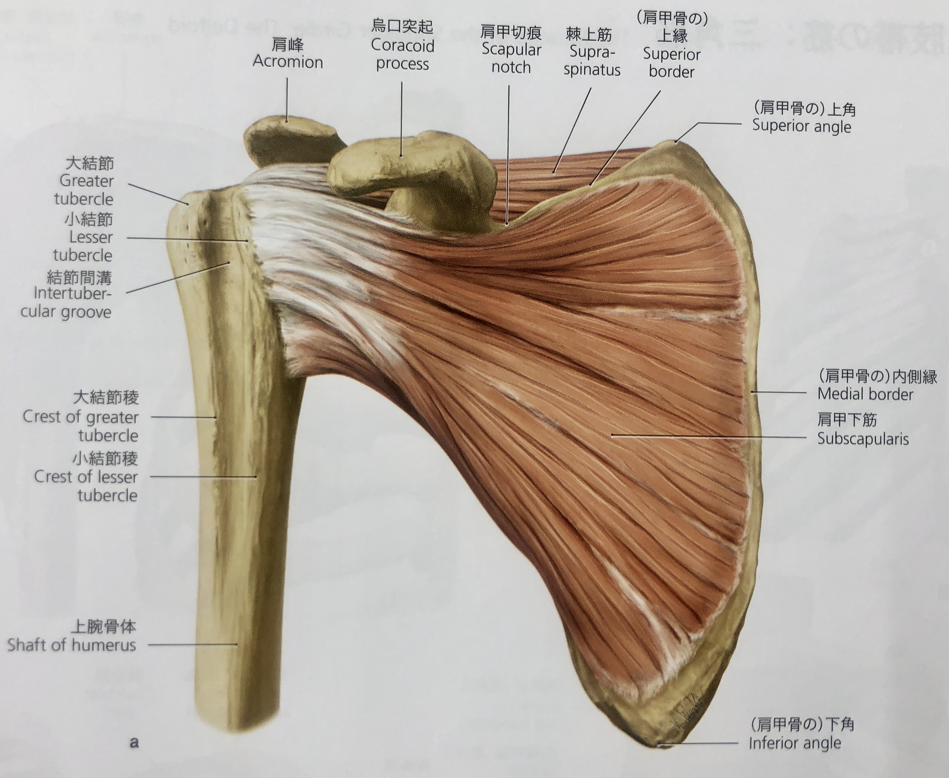 基礎解剖学「肩関節を安定させるためには・・？？棘上筋編」 | Hearts Bridge