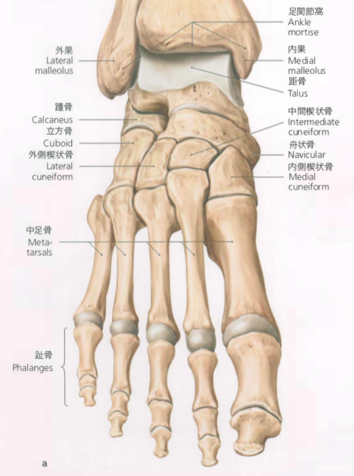 基礎解剖学 足部の骨 Hearts Bridge