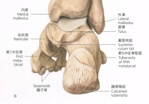 基礎解剖学 足関節ってどう動いているの Hearts Bridge