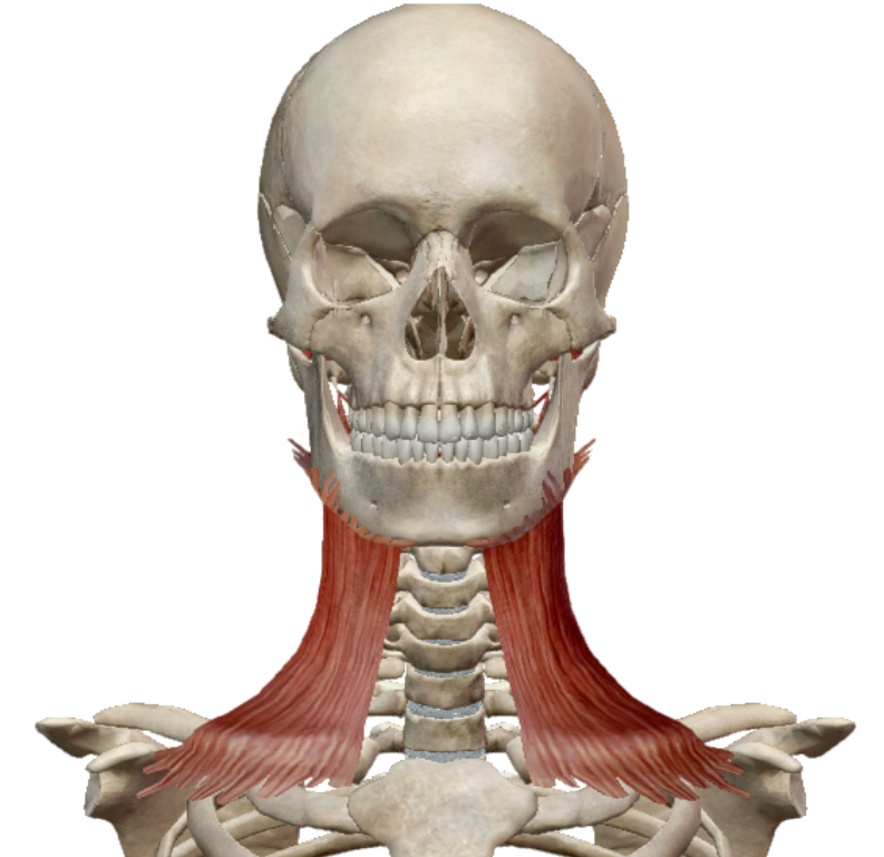 エクササイズmovie 肩こり首こりがある方必見 広頸筋のリリースと深部頸椎屈筋群の発火 Hearts Bridge