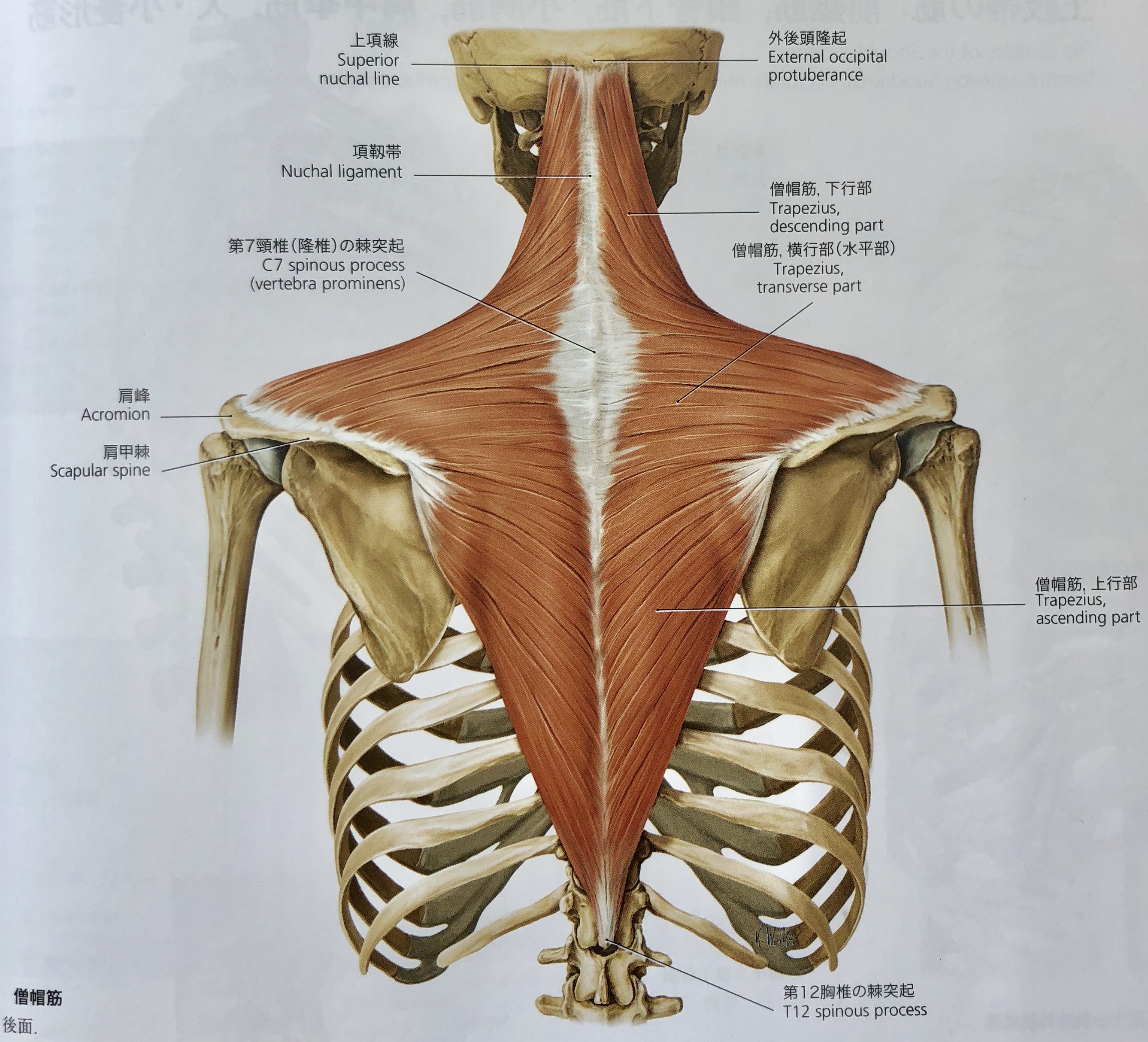 Movie 基礎解剖学 頸部の筋肉 Hearts Bridge